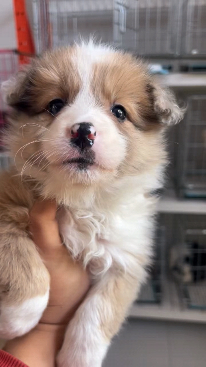 双血统金貂色边牧妹妹，稀有色